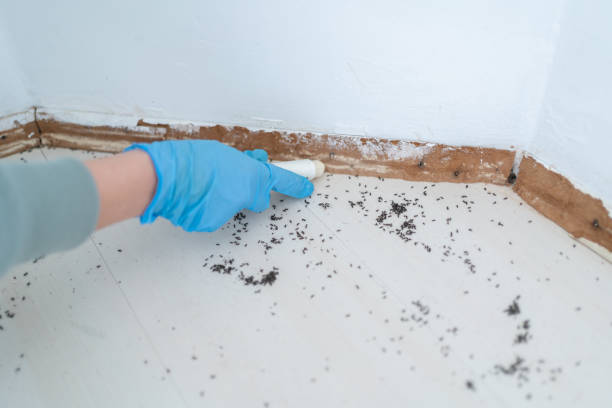 Professional Pest Control in Olmos Park, TX